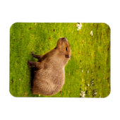 Magnet Flexible Capybara (Horizontal)