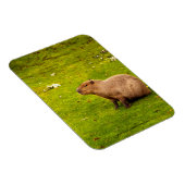 Magnet Flexible Capybara (Côté Droit)