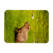 Magnet Flexible Capybara (Horizontal)