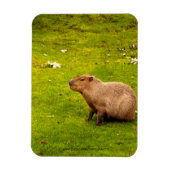 Magnet Flexible Capybara (Vertical)