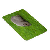 Magnet Flexible Capybara Animal Incroyable (Côté Droit)
