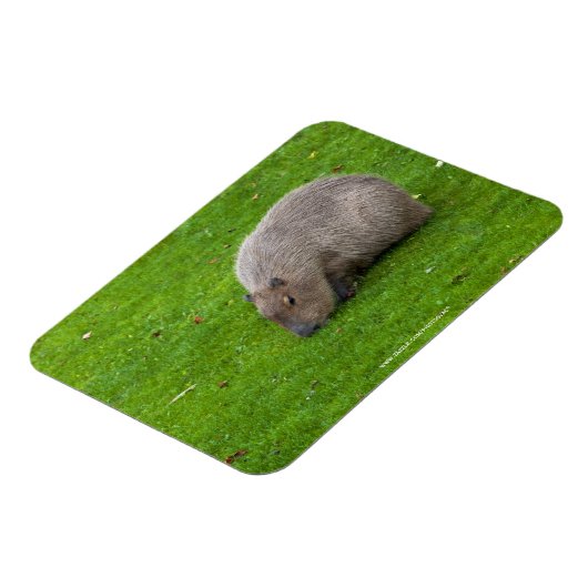 Magnet Flexible Capybara Animal Incroyable (Côté Gauche)
