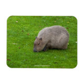 Magnet Flexible Capybara Extraordinaire (Horizontal)