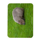 Magnet Flexible Capybara Extraordinaire (Vertical)