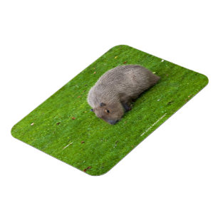 Magnet Flexible Capybara Extraordinaire