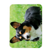 Magnet Flexible Cardigan Welsh Corgi (Vertical)