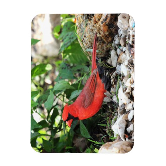 Magnet Flexible Cardinal (Vertical)