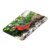 Magnet Flexible Cardinal (Côté Gauche)