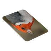 Magnet Flexible Cardinal à crête rouge (Côté Droit)