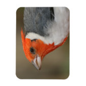 Magnet Flexible Cardinal à crête rouge (Vertical)