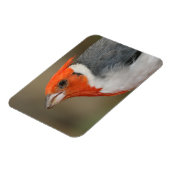 Magnet Flexible Cardinal à crête rouge (Côté Gauche)