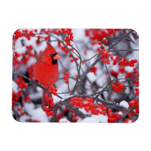 Magnet Flexible Cardinal du Nord, Hiver, IL (Horizontal)