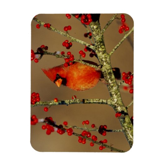 Magnet Flexible Cardinal du Nord perché, IL (Vertical)