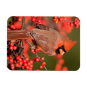 Magnet Flexible Cardinal du Nord sur le canneberge commun (Horizontal)