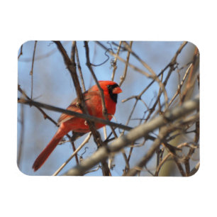 Magnet Flexible Cardinal Majestic