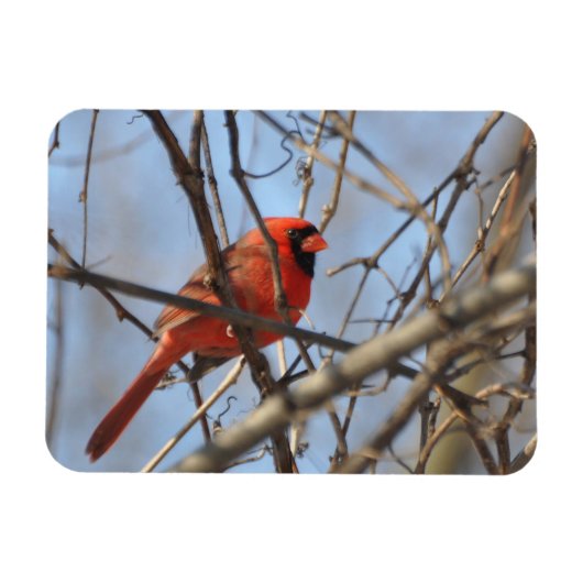 Magnet Flexible Cardinal Majestic (Horizontal)
