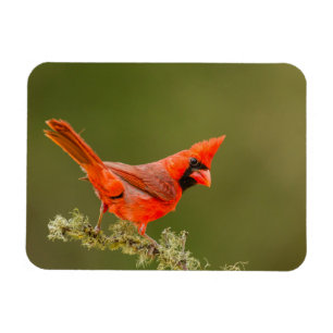 Magnet Flexible Cardinal mâle sur une branche