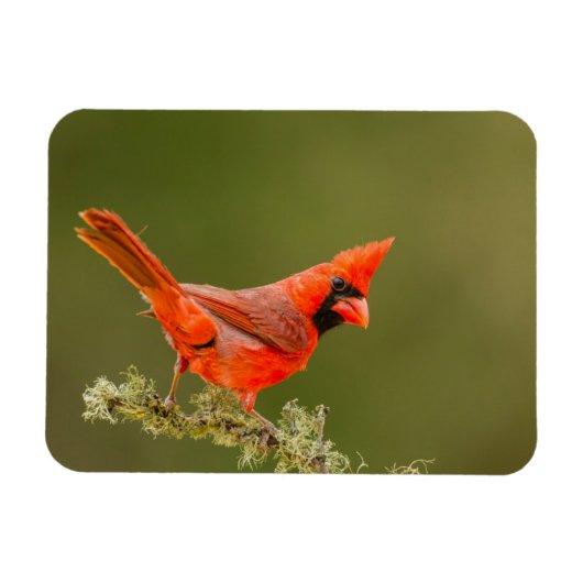 Magnet Flexible Cardinal mâle sur une branche (Horizontal)
