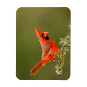 Magnet Flexible Cardinal mâle sur une branche (Vertical)