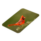 Magnet Flexible Cardinal mâle sur une branche (Côté Gauche)