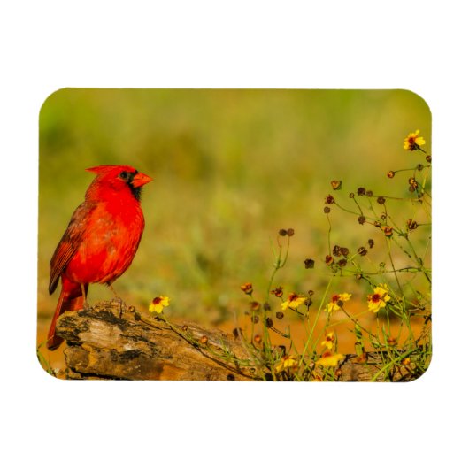 Magnet Flexible Cardinal mâle sur une bûche (Horizontal)