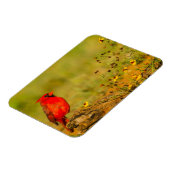 Magnet Flexible Cardinal mâle sur une bûche (Côté Gauche)