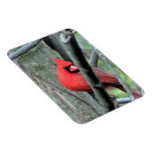 Magnet Flexible Cardinal masculin (printemps) (Côté Droit)