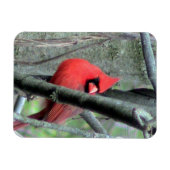 Magnet Flexible Cardinal masculin (printemps) (Horizontal)