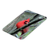 Magnet Flexible Cardinal masculin (printemps) (Côté Gauche)