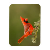 Magnet Flexible Cardinal masculin sur le membre (Vertical)