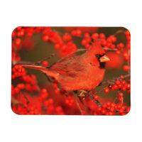 Cardinal rouge du Nord mâle, IL