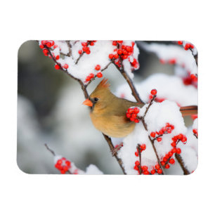 Magnet Flexible Cardinal rouge femelle sur Houx verticillé