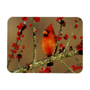 Magnet Flexible Cardinal rouge mâle perché, IL