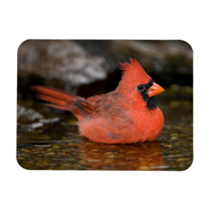 Magnet Flexible Cardinal rouge mâle se baignant
