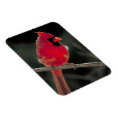 Magnet Flexible Cardinal rouge perché sur une branche d'arbre (Côté Droit)