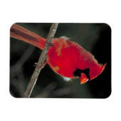 Magnet Flexible Cardinal rouge perché sur une branche d'arbre (Horizontal)