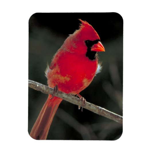Magnet Flexible Cardinal rouge perché sur une branche d'arbre (Vertical)