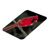 Magnet Flexible Cardinal rouge perché sur une branche d'arbre (Côté Gauche)