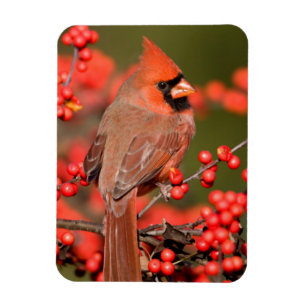 Magnet Flexible Cardinal rouge sur Ilex verticillé
