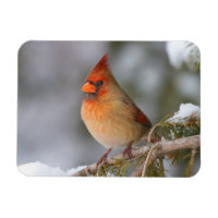 Cardinalis femelle dans un épinette en hiver
