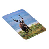 Magnet Flexible Caribou ou renne | Parc national de Denali, Alaska (Côté Droit)