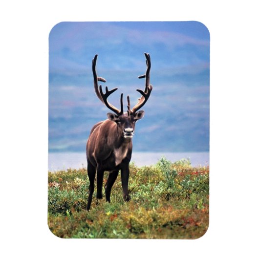 Magnet Flexible Caribou ou renne | Parc national de Denali, Alaska (Vertical)