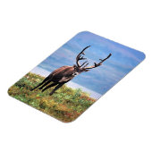 Magnet Flexible Caribou ou renne | Parc national de Denali, Alaska (Côté Gauche)
