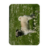 Magnet Flexible Carlin Jouer dans les fleurs (Vertical)