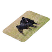 Magnet Flexible Carlin noir Sticking Out Tounge (Côté Gauche)