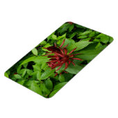 Magnet Flexible Carolina Allspice Flower à Raleigh NC (Côté Gauche)