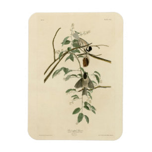 Magnet Flexible Carolina Titmouse de Audubon's Birds of America