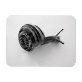 Magnet Flexible Carte postale escargot (Horizontal)