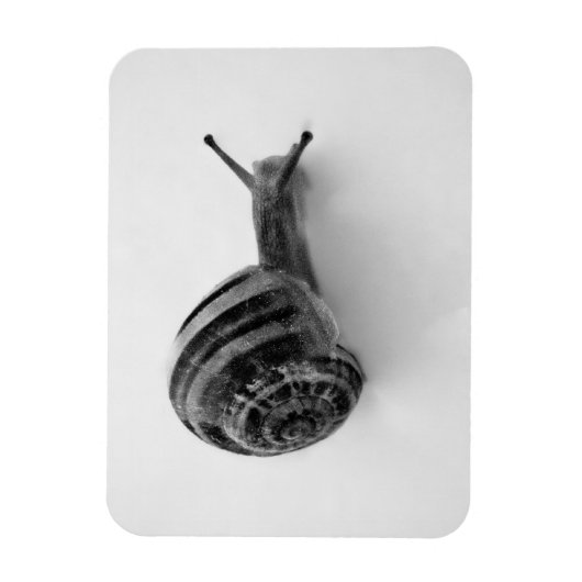 Magnet Flexible Carte postale escargot (Vertical)