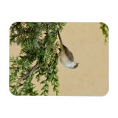 Magnet Flexible Carte postale Sparrow (Horizontal)